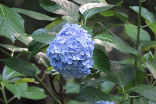 紫陽花 紫陽花の写真