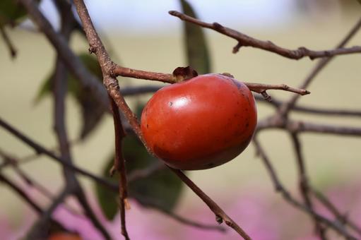 オレンジに熟れた柿の実の木の枝のアップ オレンジ,熟れた,柿の写真素材