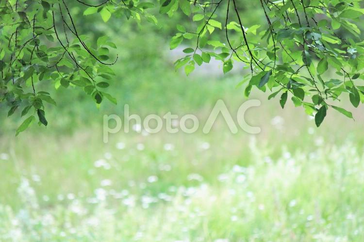 木洩れ日と白い花のぼかし背景 木漏れ日,葉,新緑の写真素材