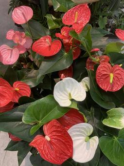 Photo, উদ্যানপালন, ফুল, আদালত, 
