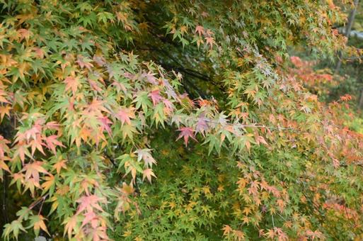 栃木県鹿沼市にて、楓 栃木県鹿沼市にて、楓の写真