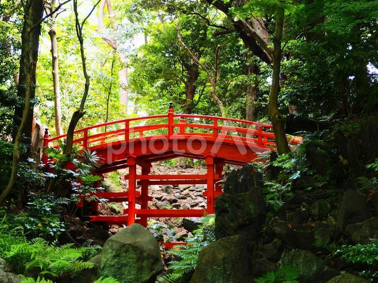 小石川後楽園　朱色の通天橋 小石川後楽園,庭園,和の写真素材