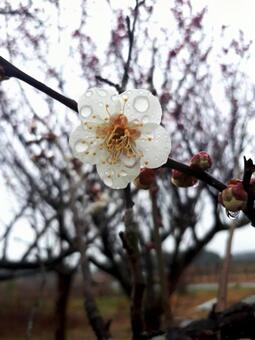 White plum, plum, white plum, flowers and trees, JPG