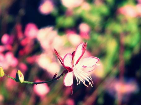 白蝶草 白蝶草 花,植物,ガウラの写真素材