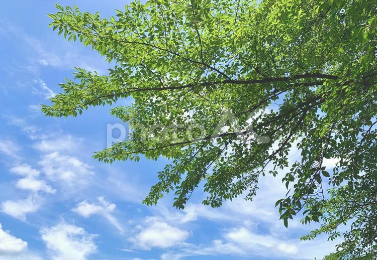 青空と葉っぱフレーム4 青空,葉っぱ,新緑の写真素材