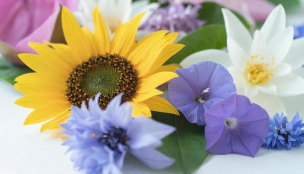 8月誕生花 ヒマワリ、トルコキキョウ 8月誕生花 ヒマワリ、トルコキキョウの写真
