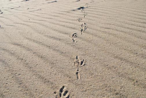 Photo, tottori sand dunes, landscape, natural, 