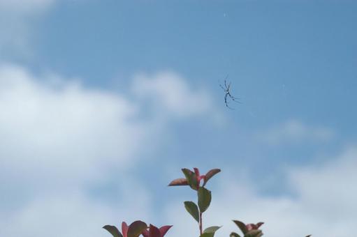 蜘蛛が飛ぶ? 蜘蛛が飛ぶ?の写真