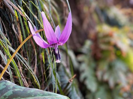 カタクリの花 カタクリの花の写真
