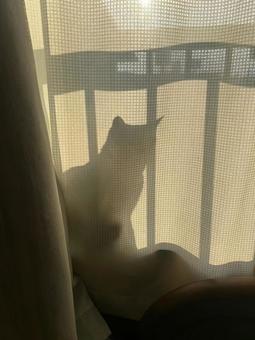 ねこ シルエット ねこ シルエットの写真