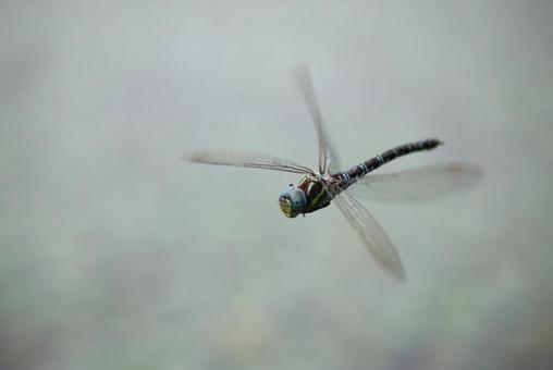 オオルリボシヤンマ オオルリボシヤンマ,トンボ,雌の写真素材