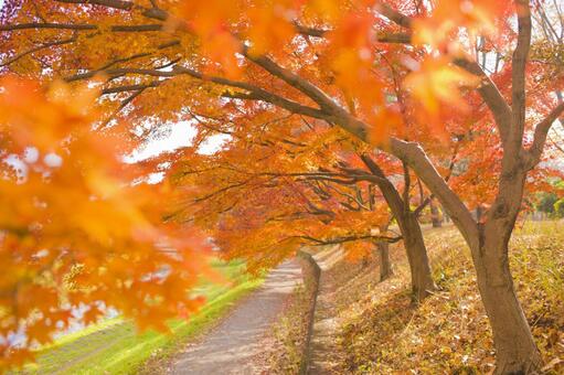 紅葉 背景 紅葉 背景の写真