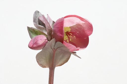 クリスマスローズの花 クリスマスローズの花の写真