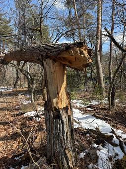 Broken tree, JPG