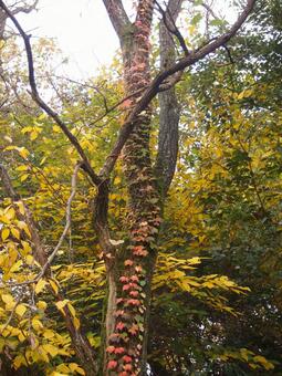 Photo, ivy, autumn leaves, autumn, 