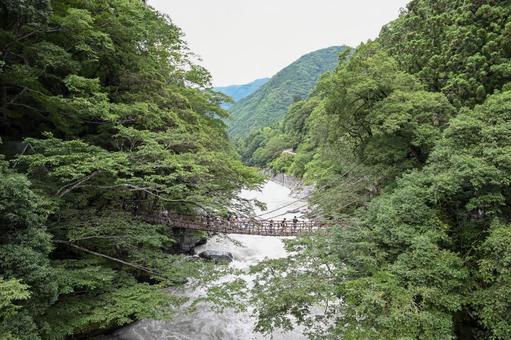 かずら橋 かずら橋 自然,風景,橋の写真素材