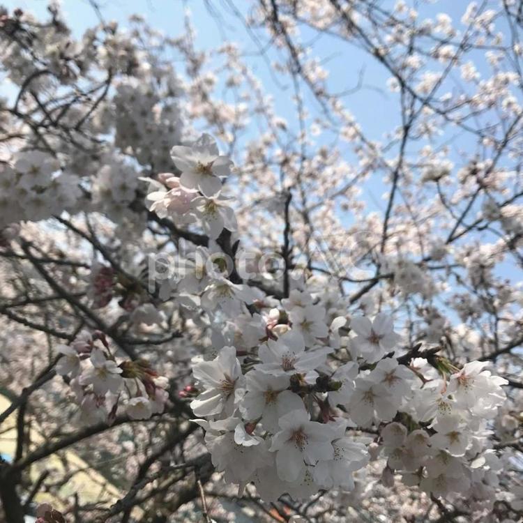 満開の桜、青空に映える美しさ 桜,さくら,サクラの写真素材