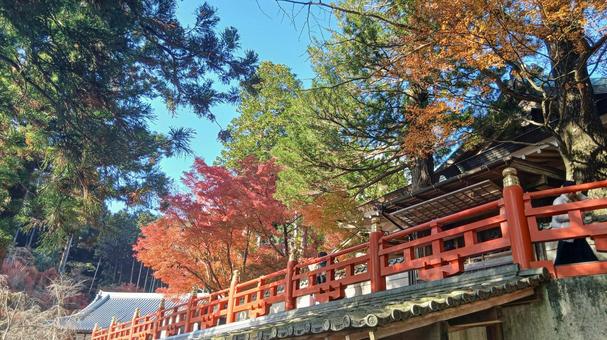 紅葉のお寺 寺,紅葉,綺麗の写真素材