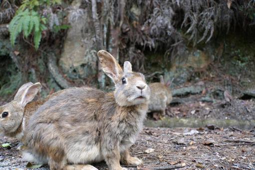 広島県大久野島の灰色のウサギ5 うさぎ,卯,フリー素材の写真素材