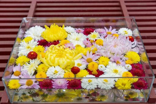 2025笠間の菊祭り8 菊祭り,笠間,秋の写真素材