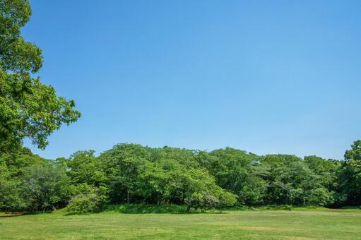 爽やかな公園の新緑と青空 公園,新鮮,散歩の写真素材