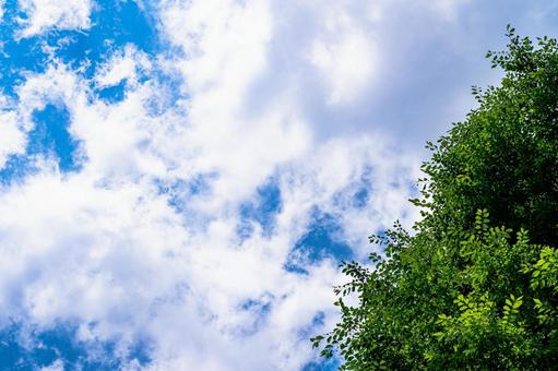 青空と木の緑 自然,風景,空の写真素材
