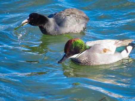 採餌中のオオバンの横を泳ぐヨシガモのオス 野鳥,ヨシガモ,オオバンの写真素材