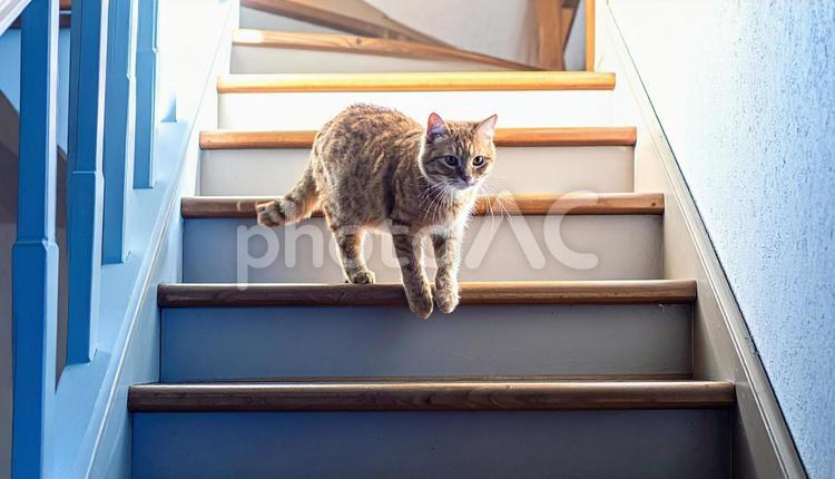 階段を下りる猫 猫,トラ猫,目の写真素材