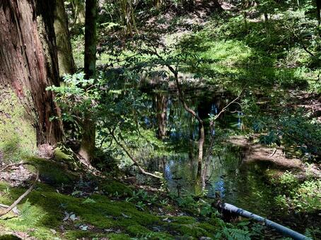 春の平泉寺白山神社　湧水を溜めた御手洗池 湧き水,池,ファンタジーの写真素材