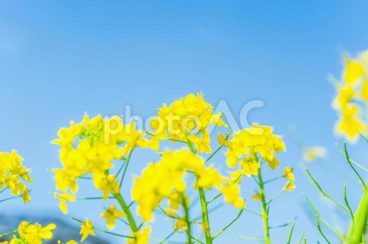 菜の花はまっすぐ空を見つめる 春,初春,菜の花の写真素材