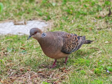 鳩が地上を歩く 鳩が地上を歩くの写真