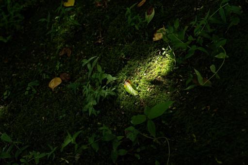 森の中の小さな苔の写真
