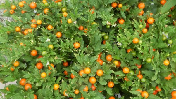 Summer flower bed Orange fruit of winter coral, JPG Summer flower bed Orange fruit of winter coral, JPG