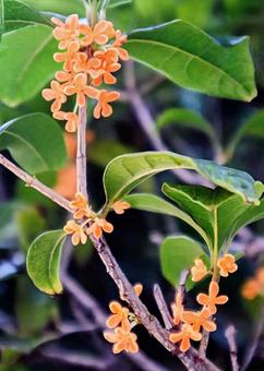 千里香 金木犀,花,flowerの写真素材