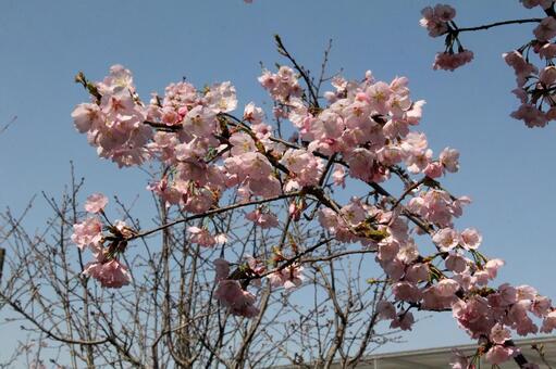 Photo, ferry, charm, 5 regent, 