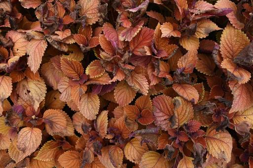 落ち葉 北海道,秋,札幌の写真素材