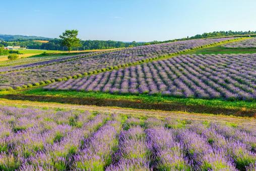 日の出公園のラベンダー 日の出公園のラベンダー 日の出公園のラベンダー,ラベンダー,上富良野町の写真素材