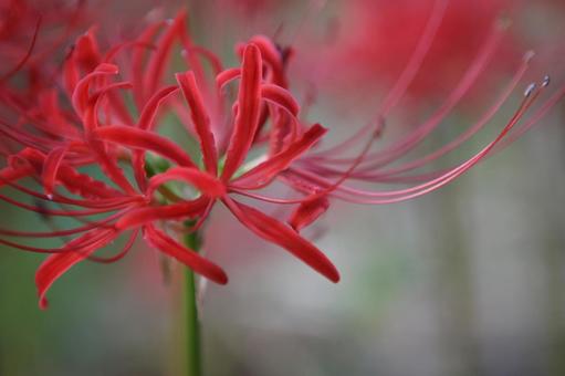 Red spider lily, JPG Red spider lily, JPG
