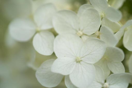White hydrangea, JPG