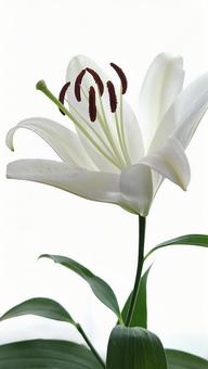白百合開花2 白百合開花2 ゆり,白百合,花の写真素材