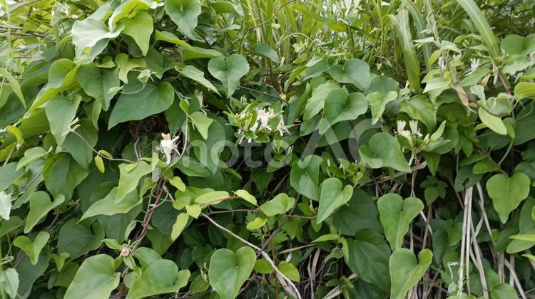 道路わきのがけで咲いていたスイカズラ スイカズラ,花,植物の写真素材