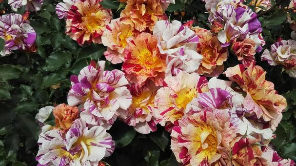 薔薇 薔薇の写真