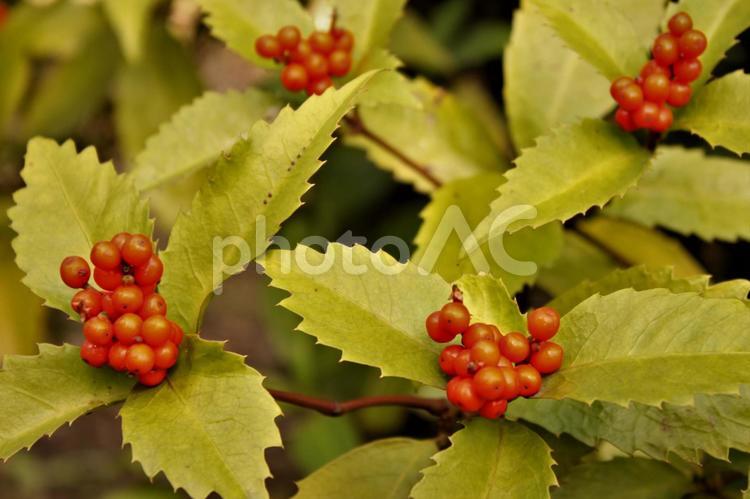 冬　クリスマスみたいな　千両 センリョウ,ボケ,晩秋の写真素材