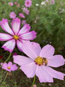 秋の日に咲きほこるコスモスの花とハチ 秋の日に咲きほこるコスモスの花とハチの写真