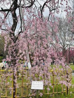 桜 桜の写真
