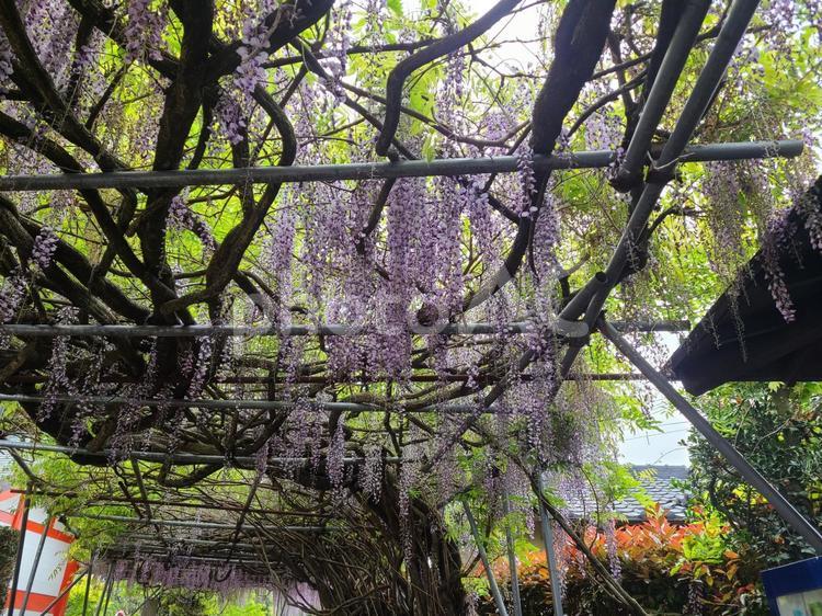 神社と藤棚（横） 春,爽やか,自然の写真素材