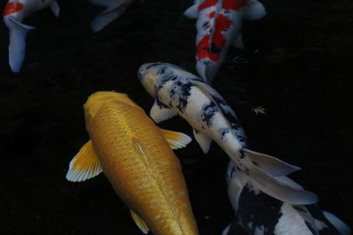 鯉 鯉 鯉,錦鯉,コイの写真素材