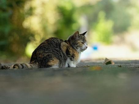 木陰の猫 木陰の猫の写真