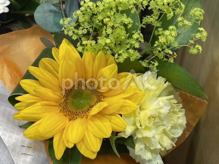 ひまわりとカーネーション ひまわり,向日葵,カーネーションの写真素材