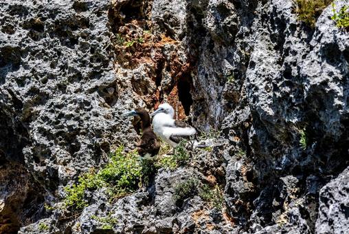 小笠原諸島・南島 カツオドリ 小笠原諸島・南島 カツオドリ カツオドリ,鳥,南島の写真素材